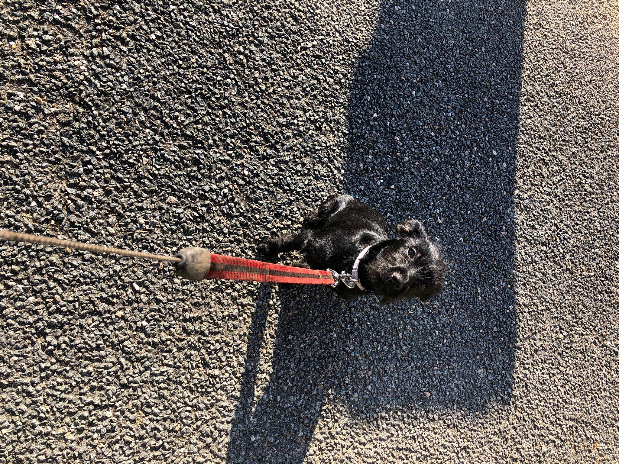 Nala participe au concours pour gagner de l'argent avec cette photo : asphalt, auto_part, automotive_tire, automotive_wheel_system, carmine, circle, concrete, fashion_accessory, flooring, font, grey, leash, metal, road, road_surface, shadow, sidewalk, soil, tail, tar
