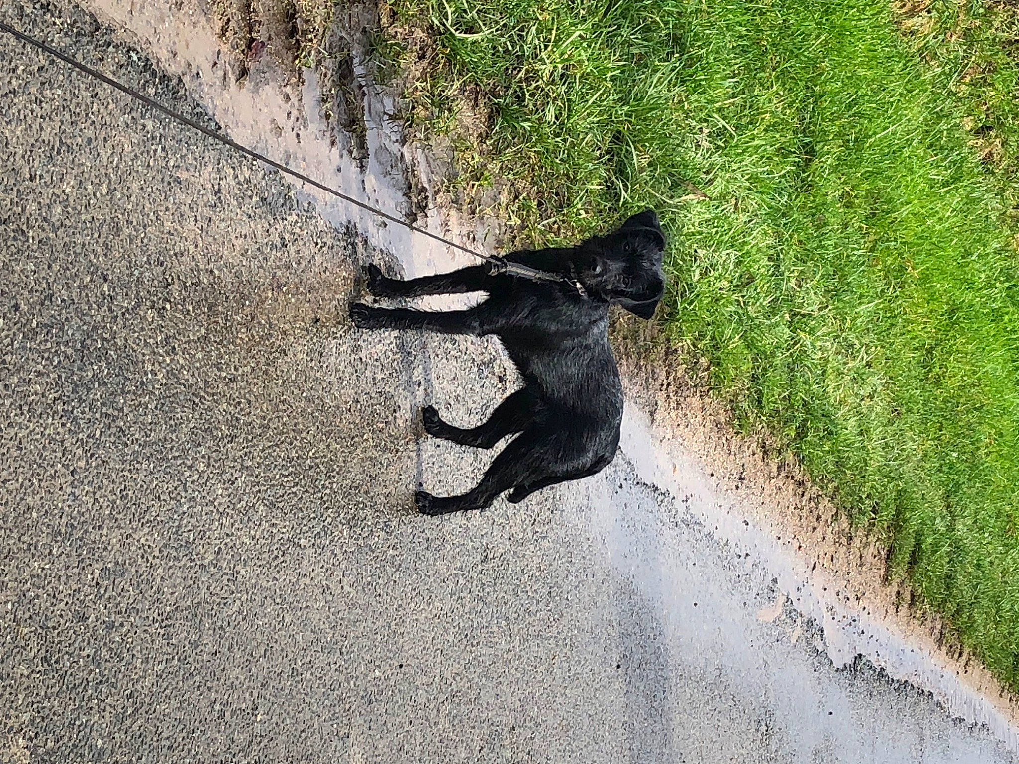 Nala participe au concours pour gagner de l'argent avec cette photo : asphalt, carnivore, companion_dog, dog, dog_breed, felidae, grass, leash, plant, road, road_surface, shadow, sidewalk, small_to_medium_sized_cats, soil, sporting_group, tail, tar, tints_and_shades, working_animal