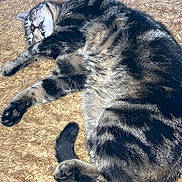 Toby is registered to the contest to win money with this photo: cat, tabby_cat, sleeping, resting, fur, whiskers, paw, tail, pet, animal, cute, cozy, indoor, blanket, texture, relaxed, feline, domestic_cat, napping, close_up
