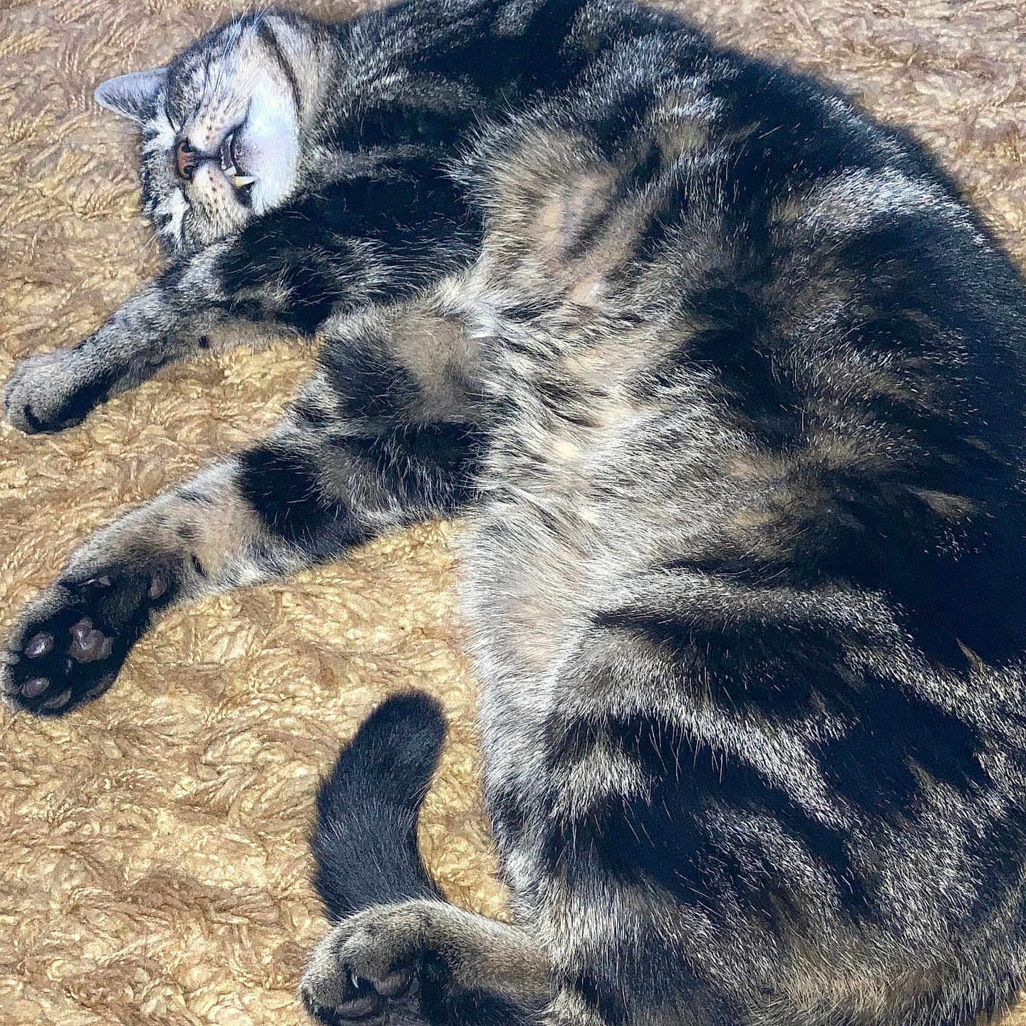 Toby is registered to the contest to win money with this photo: animal, blanket, cat, close_up, cozy, cute, domestic_cat, feline, fur, indoor, napping, paw, pet, relaxed, resting, sleeping, tabby_cat, tail, texture, whiskers