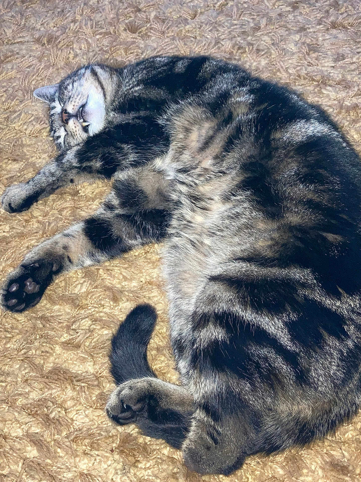 Toby is registered to the contest to win money with this photo: cat, tabby_cat, sleeping, resting, fur, whiskers, paw, tail, pet, animal, cute, cozy, indoor, blanket, texture, relaxed, feline, domestic_cat, napping, close_up