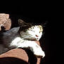 Liloo participe au concours pour gagner de l'argent avec cette photo : abyssinian, animal, architecture, armchair, cat, chair, couch, cushion, face, furniture, head, homedecor, indoors, kitten, manx, person, pet, photography, portrait, sleeping