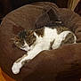 Liloo participe au concours pour gagner de l'argent avec cette photo : abyssinian, animal, architecture, armchair, beanbag, building, cat, chair, couch, furniture, hardwood, indoors, kitten, livingroom, manx, person, pet, room, sleeping, wood