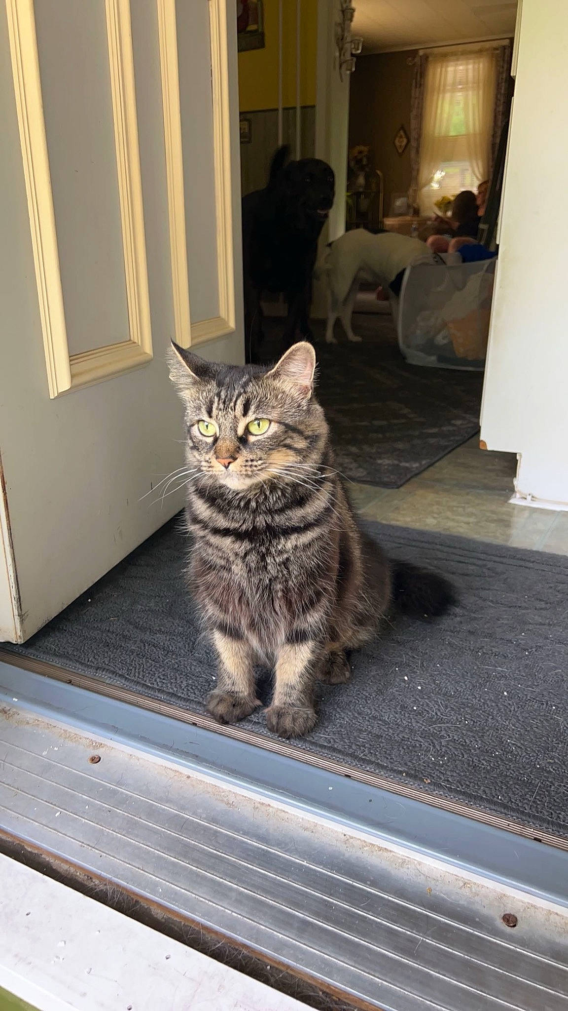 Vanellope joined the competition — help win amazing prizes! automotive_tire, carnivore, cat, domestic_short_haired_cat, door, felidae, flooring, fur, grey, paw, road_surface, sitting, small_to_medium_sized_cats, snout, tail, terrestrial_animal, whiskers, window, wood