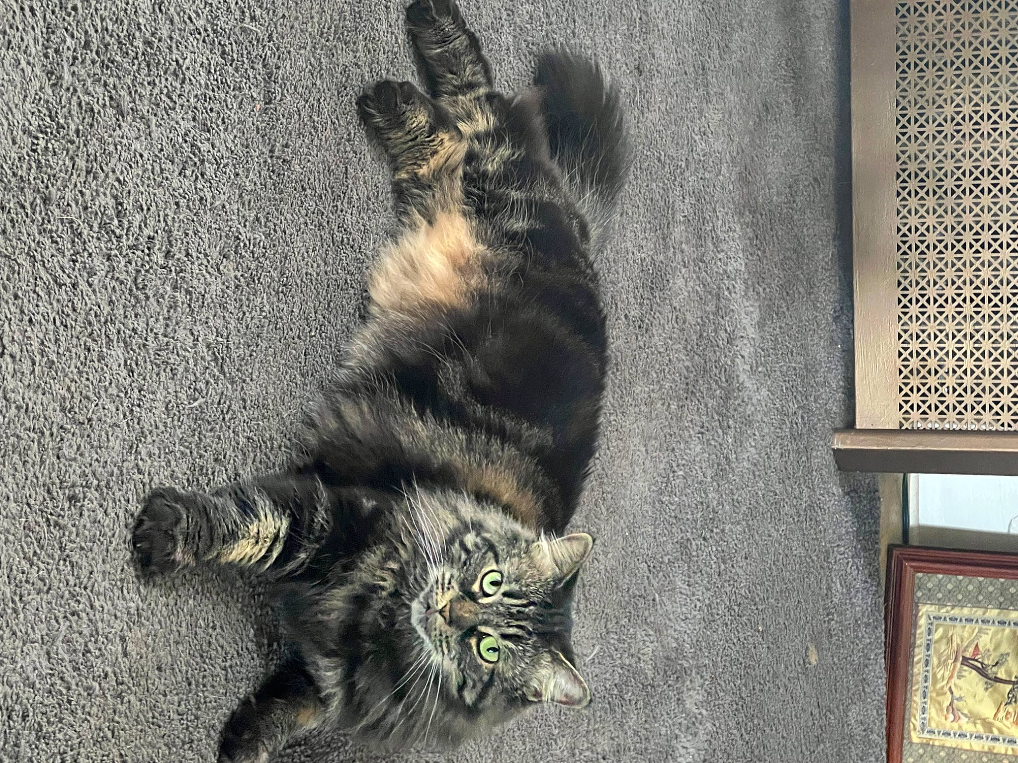 Vanellope joined the competition — help win amazing prizes! carnivore, cat, claw, domestic_short_haired_cat, felidae, flooring, fur, grey, monochrome, monochrome_photography, paw, picture_frame, shadow, small_to_medium_sized_cats, tail, terrestrial_animal, whiskers, wildlife, window, wood