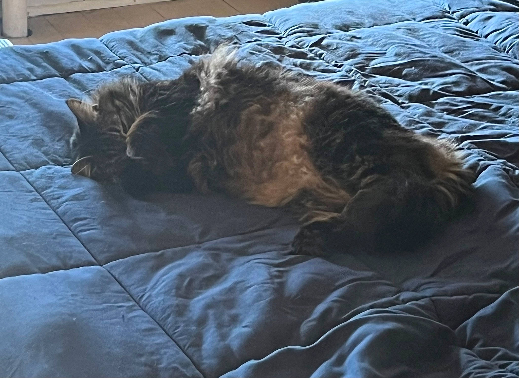 Vanellope is registered to the contest to win money with this photo: bedding, canidae, carnivore, comfort, companion_dog, dog, dog_breed, felidae, fur, grey, linens, liver, nap, small_to_medium_sized_cats, sporting_group, tail, textile, tints_and_shades, water_dog, wood