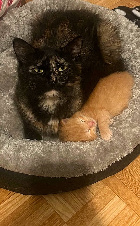 Kira participe au concours pour gagner de l'argent avec cette photo : black_cat, carnivore, cat, cat_bed, cat_supply, claw, comfort, companion_dog, couch, domestic_short_haired_cat, fawn, felidae, flooring, fur, hardwood, small_to_medium_sized_cats, snout, tail, whiskers, wood