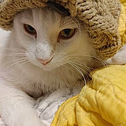 Picatso joined the competition — help win amazing prizes! cat, white_cat, knitted_hat, yellow_quilt, bed, whiskers, closeup, pet, feline, cozy, indoor, fur, cute, animal, resting, portrait, soft, warm, relaxed, cute_pet