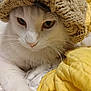 cat, white_cat, knitted_hat, yellow_quilt, bed, whiskers, closeup, pet, feline, cozy, indoor, fur, cute, animal, resting, portrait, soft, warm, relaxed, cute_pet