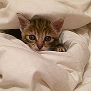 Ally participe au concours pour gagner de l'argent avec cette photo : aegean_cat, american_shorthair, asian, australian_mist, bengal, burmilla, carnivore, cat, domestic_short_haired_cat, dragon_li, european_shorthair, fawn, felidae, kitten, mammal, singapura, small_to_medium_sized_cats, tabby_cat, vertebrate, whiskers