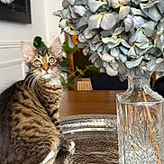 Chacha participe au concours pour gagner de l'argent avec cette photo : cat, tabby_cat, flower, hydrangea, vase, silver_tray, wooden_table, indoor, plant, decor, furniture, curious, pet, animal, sitting, reflection, closeup, domestic_cat, eyes, whiskers