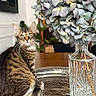cat, tabby_cat, flower, hydrangea, vase, silver_tray, wooden_table, indoor, plant, decor, furniture, curious, pet, animal, sitting, reflection, closeup, domestic_cat, eyes, whiskers