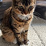 Chacha participe au concours pour gagner de l'argent avec cette photo : cat, tabby, pet, indoor, carpet, feline, whiskers, green_eyes, fur, cute, animal, domestic_cat, sitting, collar, paws, striped, close_up, portrait, natural_light, home