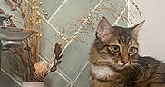 Chacha participe au concours pour gagner de l'argent avec cette photo : animal, basket, cat, cozy, curious_cat, decor, domestic_cat, dried_plants, furniture, green_tiles, houseplant, indoor, interior, natural_light, pet, still_life, tabby_cat, tiles, vase, wall