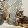Chacha participe au concours pour gagner de l'argent avec cette photo : cat, tabby_cat, basket, dried_plants, vase, indoor, decor, tiles, green_tiles, wall, furniture, curious_cat, pet, domestic_cat, animal, cozy, houseplant, natural_light, interior, still_life