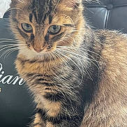 Chacha a rejoint le concours — aidez-le/la à gagner de superbes lots ! animal, black_chair, books, bookshelf, cat, ears, feline, fur, home, indoor, kitten, leather_chair, marshall, pet, sitting, speaker, striped, tabby, whiskers, white_paws