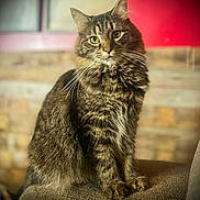 George is registered to the contest to win money with this photo: cat, tabby, pet, feline, indoor, couch, fur, whiskers, animal, portrait, sitting, looking, eyes, domestic, mammal, cute, fluffy, relaxed, home, blurred_background