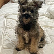 Bronco joined the competition — help win amazing prizes! puppy, dog, bed, white_bedspread, indoor, fur, cute, pet, animal, sitting, furry, small_dog, cozy, companion, adorable, looking, ears, front_legs, soft, cute_pet