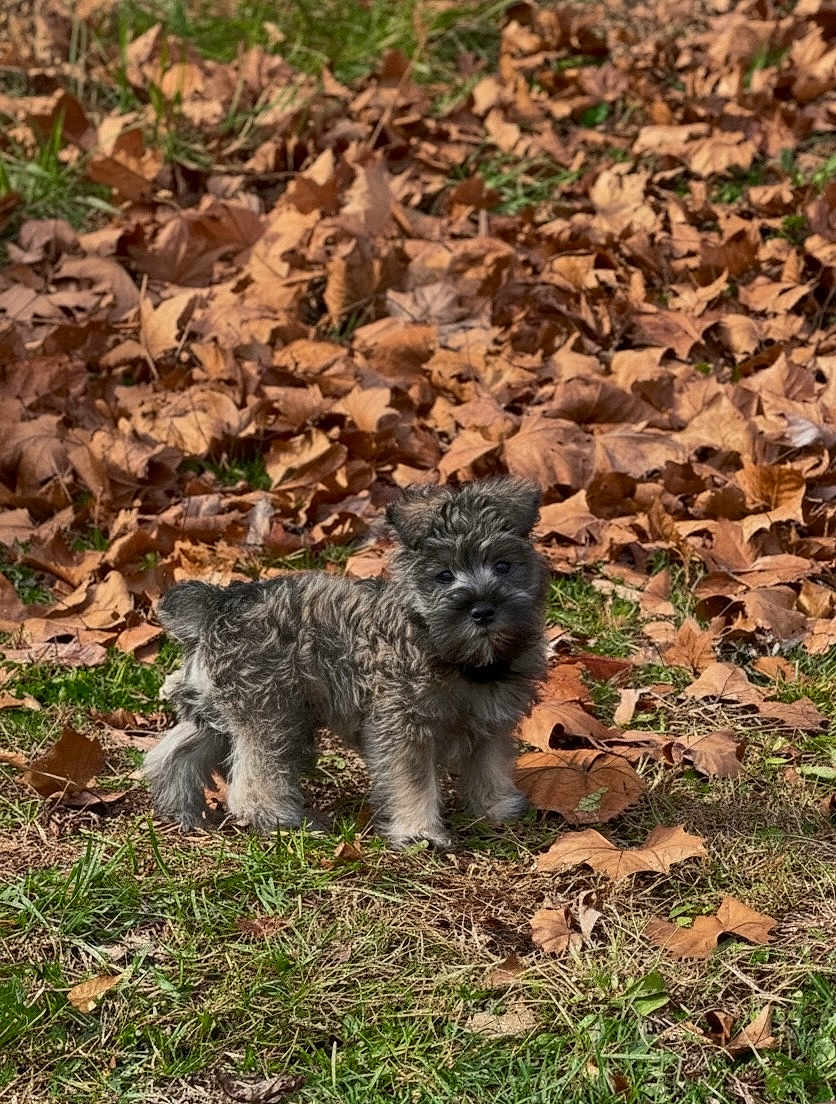 Bronco is registered to the contest to win money with this photo: puppy, dog, grass, autumn_leaves, outdoor, nature, pet, animal, cute, fur, small_dog, curious, standing, brown_leaves, fall, daylight, portrait, young_dog, mammal, canine