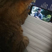 Gribouille a rejoint le concours — aidez-le/la à gagner de superbes lots ! animal, bed, book, cat, closeup, content, curious, ear, fur, indoor, person_on_screen, relaxation, resting, screen, smartphone, tabby_cat, tablet, technology, video, watching
