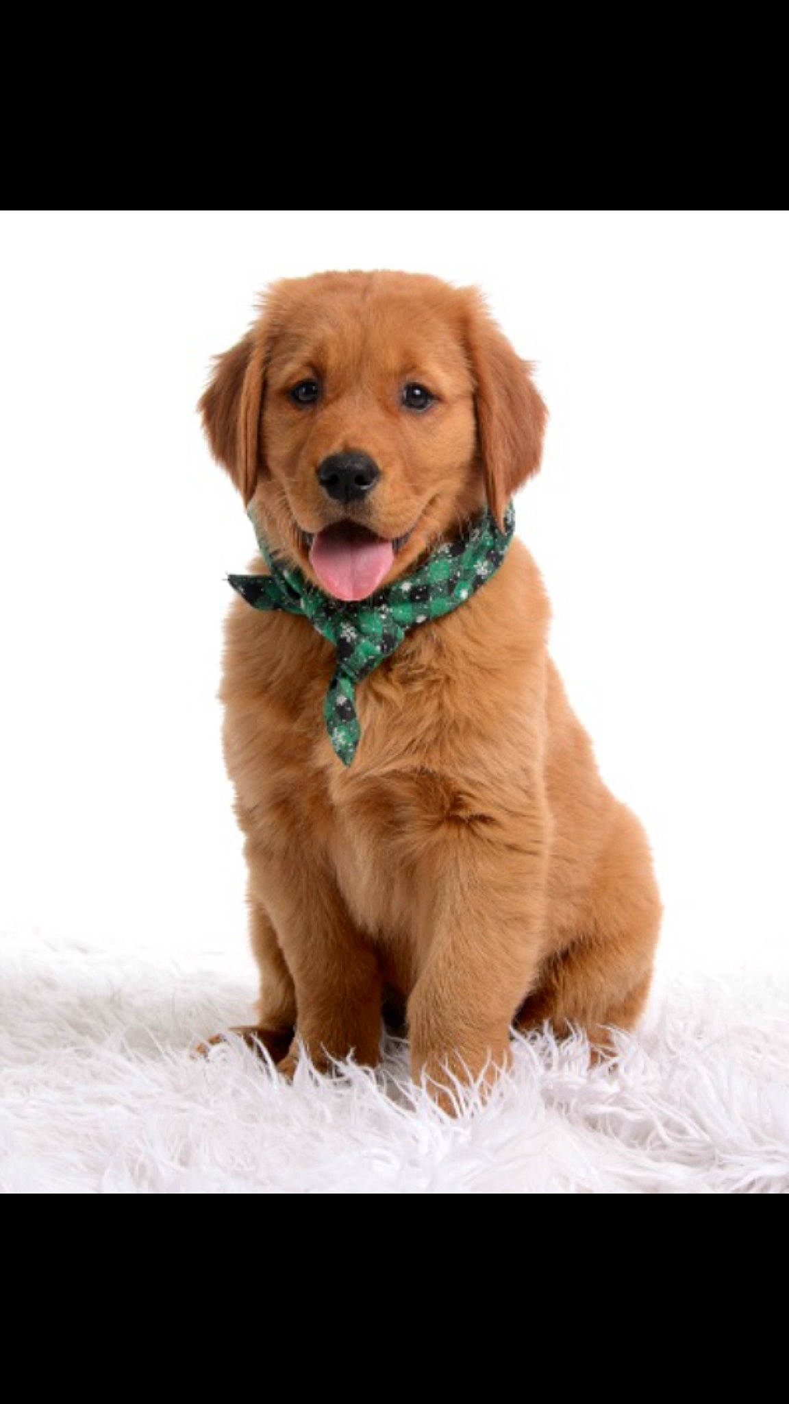 Mack is registered to the contest to win money with this photo: carnivoran, companion_dog, dog, dog_breed, dog_breed_group, dog_like_mammal, fur, golden_retriever, mammal, nova_scotia_duck_tolling_retriever, person, puppy, puppy_love, retriever, snout, sporting_group, vertebrate