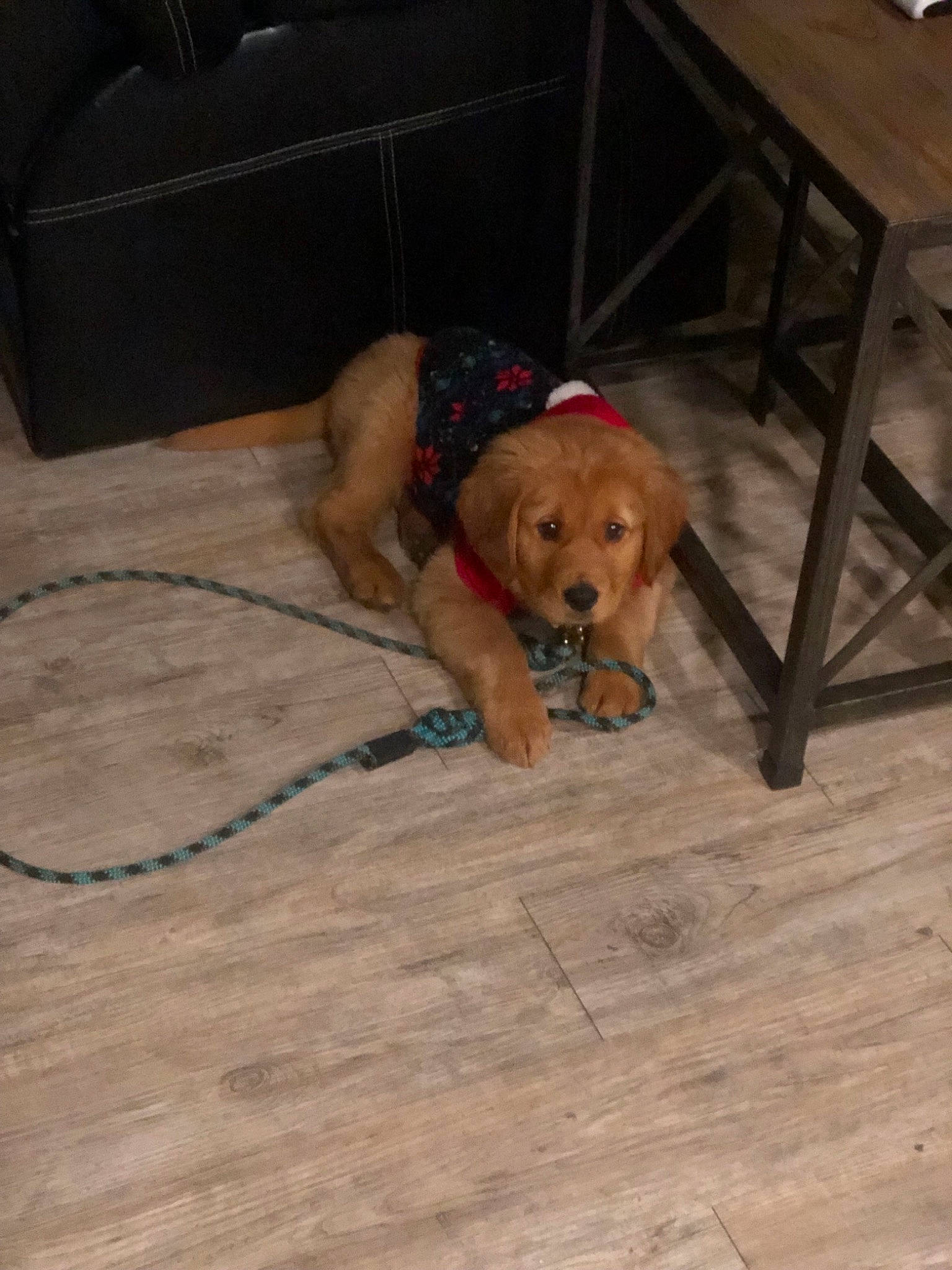 Mack is registered to the contest to win money with this photo: carnivoran, companion_dog, dog, dog_breed, dog_breed_group, dog_like_mammal, floor, flooring, golden_retriever, hardwood, mammal, nova_scotia_duck_tolling_retriever, person, puppy, retriever, snout, sporting_group