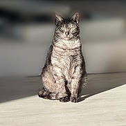 Miso participe au concours pour gagner de l'argent avec cette photo : cat, tabby_cat, sitting, indoor, sunlight, floor, pet, feline, whiskers, fur, animal, domestic_animal, blurred_background, relaxed, alert, eyes, shadow, portrait, mammal, quiet