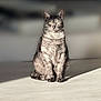 cat, tabby_cat, sitting, indoor, sunlight, floor, pet, feline, whiskers, fur, animal, domestic_animal, blurred_background, relaxed, alert, eyes, shadow, portrait, mammal, quiet