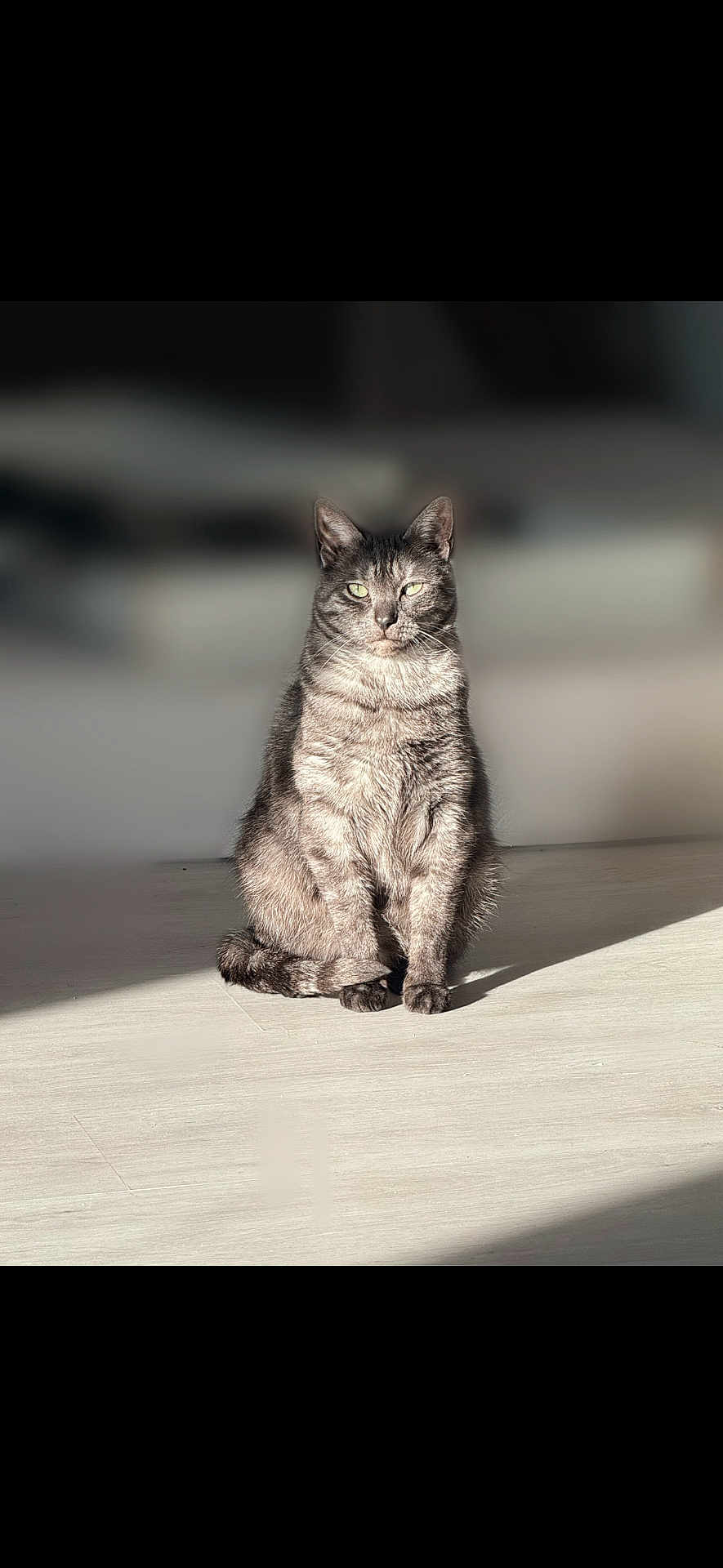 Miso participe au concours pour gagner de l'argent avec cette photo : cat, tabby_cat, sitting, indoor, sunlight, floor, pet, feline, whiskers, fur, animal, domestic_animal, blurred_background, relaxed, alert, eyes, shadow, portrait, mammal, quiet