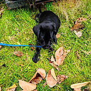 Dino joined the competition — help win amazing prizes! puppy, dog, black_dog, grass, leaves, blue_leash, outdoor, nature, animal, pet, playful, rusty, equipment, chewing, young_dog, greenery, fall_leaves, canine, grass_field, resting