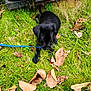 puppy, dog, black_dog, grass, leaves, blue_leash, outdoor, nature, animal, pet, playful, rusty, equipment, chewing, young_dog, greenery, fall_leaves, canine, grass_field, resting