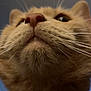 animal, cat, close_up, closeup, cute, face, feline, focus, fur, fur_texture, head, indoor, mammal, nose, orange_cat, pet, portrait, soft, whisker, whiskers