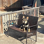 Yeti joined the competition — help win amazing prizes! dog, bench, outdoor, patio, fence, sunlight, wicker, concrete, pet, animal, garden, relaxing, daytime, wood, backyard, resting, furniture, black_and_tan, ears, shadow