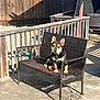 dog, bench, outdoor, patio, fence, sunlight, wicker, concrete, pet, animal, garden, relaxing, daytime, wood, backyard, resting, furniture, black_and_tan, ears, shadow