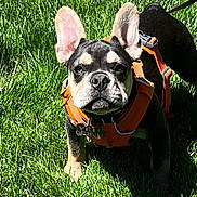 Yeti is registered to the contest to win money with this photo: dog, french_bulldog, puppy, orange_harness, grass, outdoor, pet, animal, canine, leash, sunlight, greenery, ears_up, cute, young_dog, nature, standing, alert, daylight, mammal