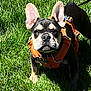 Yeti is registered to the contest to win money with this photo: dog, french_bulldog, puppy, orange_harness, grass, outdoor, pet, animal, canine, leash, sunlight, greenery, ears_up, cute, young_dog, nature, standing, alert, daylight, mammal