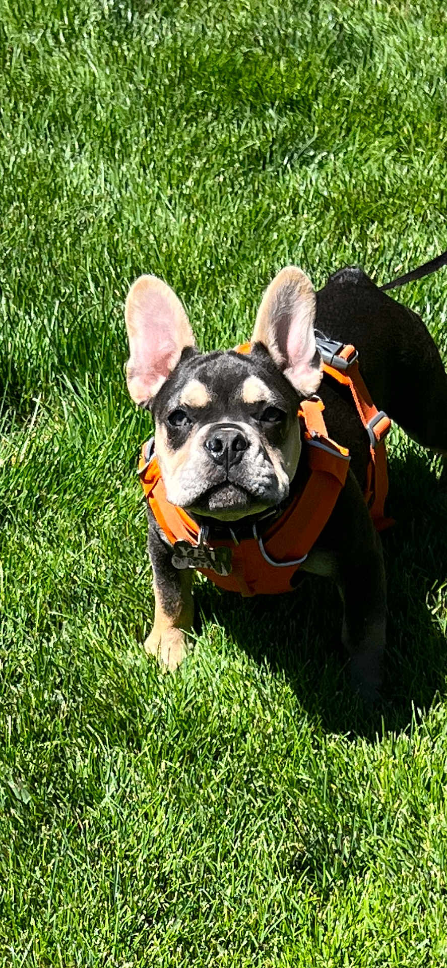 Yeti is registered to the contest to win money with this photo: dog, french_bulldog, puppy, orange_harness, grass, outdoor, pet, animal, canine, leash, sunlight, greenery, ears_up, cute, young_dog, nature, standing, alert, daylight, mammal