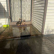 Yeti is registered to the contest to win money with this photo: animal, broom, calm, concrete, curtains, daylight, dog, dogs, door, glass, house_exterior, mat, outdoor, pet, porch, quiet, resting, shadow, sunlight, wet_floor