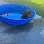 Yeti joined the competition — help win amazing prizes! animal, backyard, blue, canine, concrete, daytime, dog, french_bulldog, grass, outdoor, pet, plastic, pool, relaxing, resting, shallow_pool, summer, sunny, toy, water