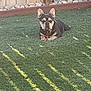 Yeti is registered to the contest to win money with this photo: dog, french_bulldog, toy, grass, lawn, backyard, fence, sunlight, shadow, pet, animal, outdoor, resting, canine, collar, playing, summer, daylight, ears, cute