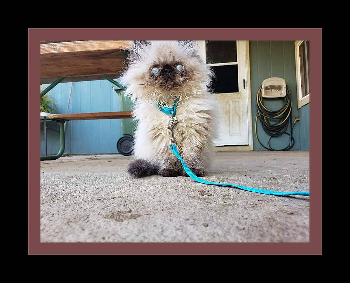 Wrangler joined the competition — help win amazing prizes! birman, cairn_terrier, canidae, carnivore, cat, dog, fawn, felidae, himalayan, mammal, puppy, ragdoll, shih_tzu, small_to_medium_sized_cats