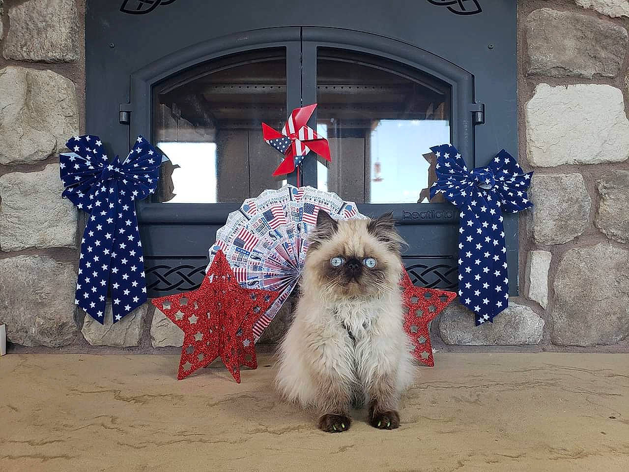 Wrangler is registered to the contest to win money with this photo: cairn_terrier, canidae, carnivore, dog, dog_breed, door, lhasa_apso, non_sporting_group, shih_tzu, terrier, tibetan_terrier