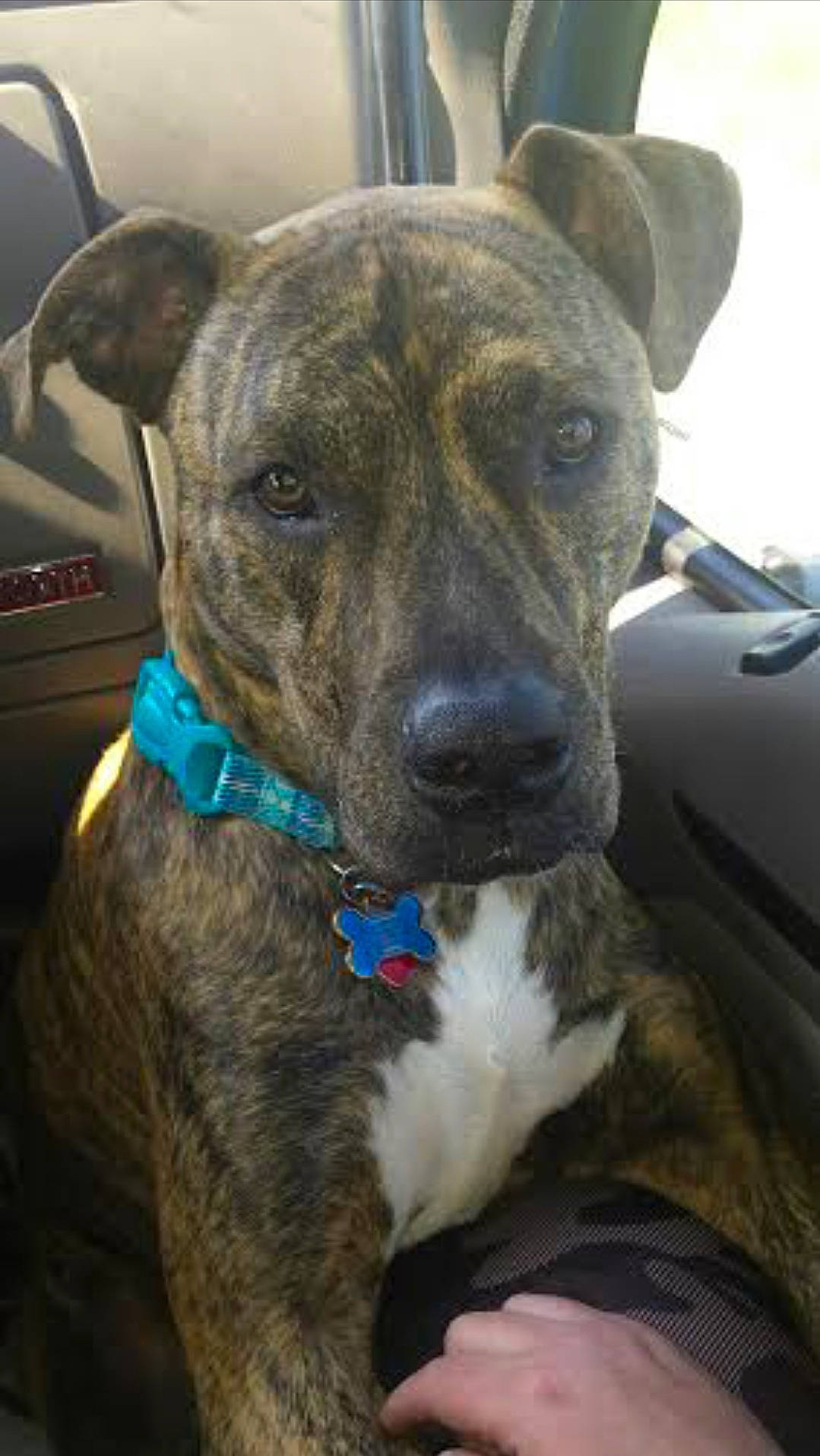 Tank joined the competition — help win amazing prizes! canidae, carnivore, cimarron_uruguayo, collar, companion_dog, dog, dog_breed, dog_collar, fawn, fur, guard_dog, non_sporting_group, snout, sporting_group, terrestrial_animal, treeing_tennessee_brindle, whiskers, windshield, working_animal, working_dog