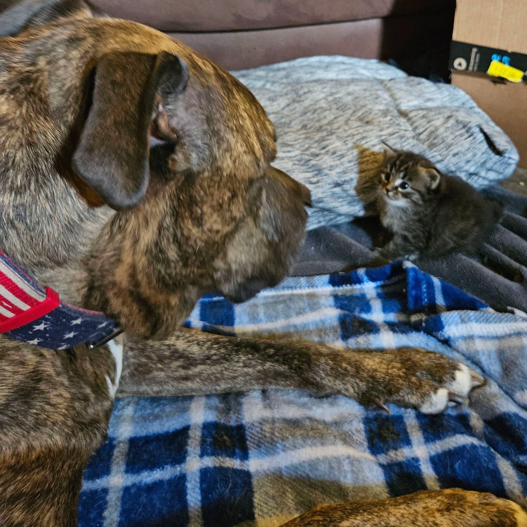 Tank joined the competition — help win amazing prizes! carnivore, cat, collar, comfort, companion_dog, dog, dog_breed, dog_collar, fawn, fur, linens, liver, pattern, pet_supply, plaid, snout, sporting_group, tartan, whiskers, working_animal