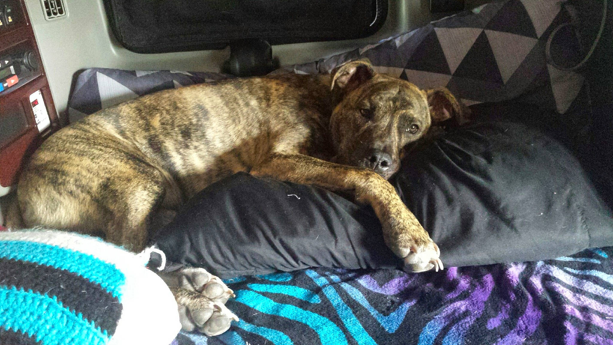 Tank is registered to the contest to win money with this photo: canidae, carnivore, comfort, companion_dog, couch, dog, dog_breed, dog_supply, fawn, felidae, fur, guard_dog, non_sporting_group, pattern, remote_control, snout, sporting_group, tail, terrestrial_animal, whiskers