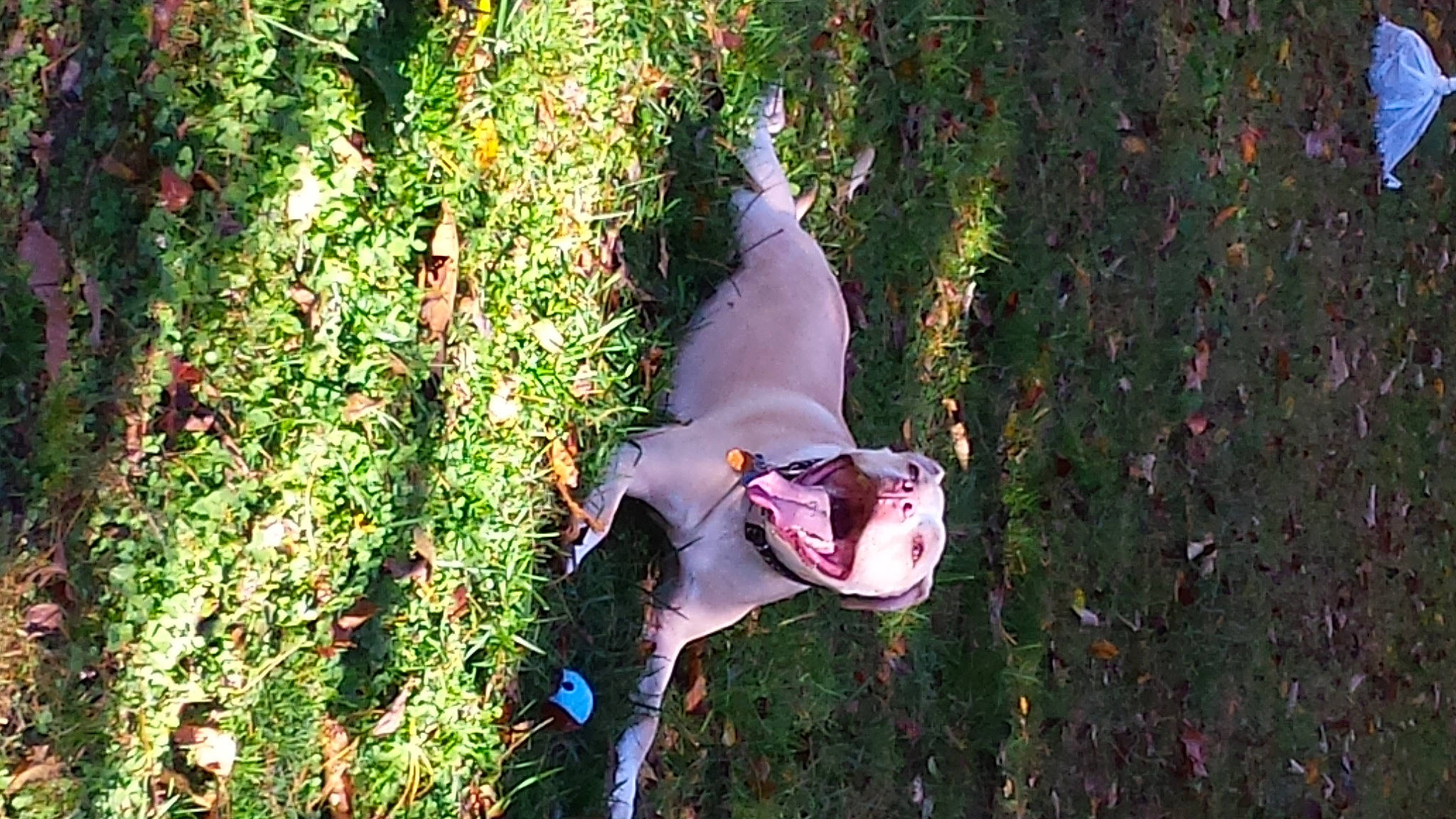 Micah joined the competition — help win amazing prizes! adventure, canidae, carmine, dress, eyewear, fawn, forest, glasses, grass, lawn_ornament, plant, recreation, shrub, sporting_group, sunglasses, tail, toy, tree, wildlife, wood