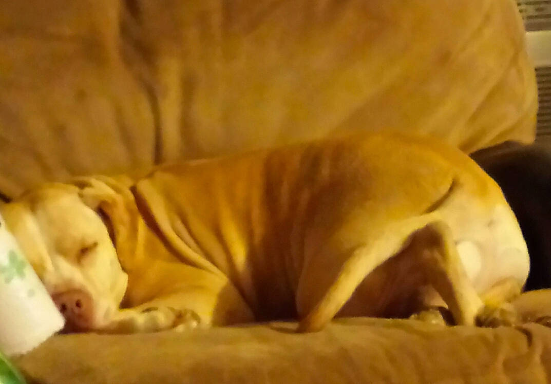 Micah joined the competition — help win amazing prizes! bedtime, bored, canidae, carnivore, comfort, companion_dog, dog, dog_breed, dog_supply, fawn, fur, hardwood, nap, pet_supply, snout, sporting_group, terrestrial_animal, whiskers, wood, working_animal