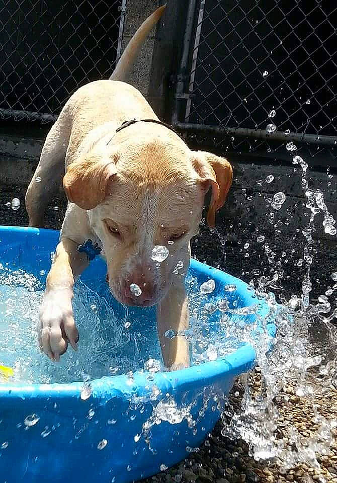 Micah joined the competition — help win amazing prizes! ball, bathing, canidae, carnivore, collar, companion_dog, dog, dog_breed, fawn, fun, leisure, liquid, non_sporting_group, recreation, snout, sporting_group, tail, water, working_animal, working_dog