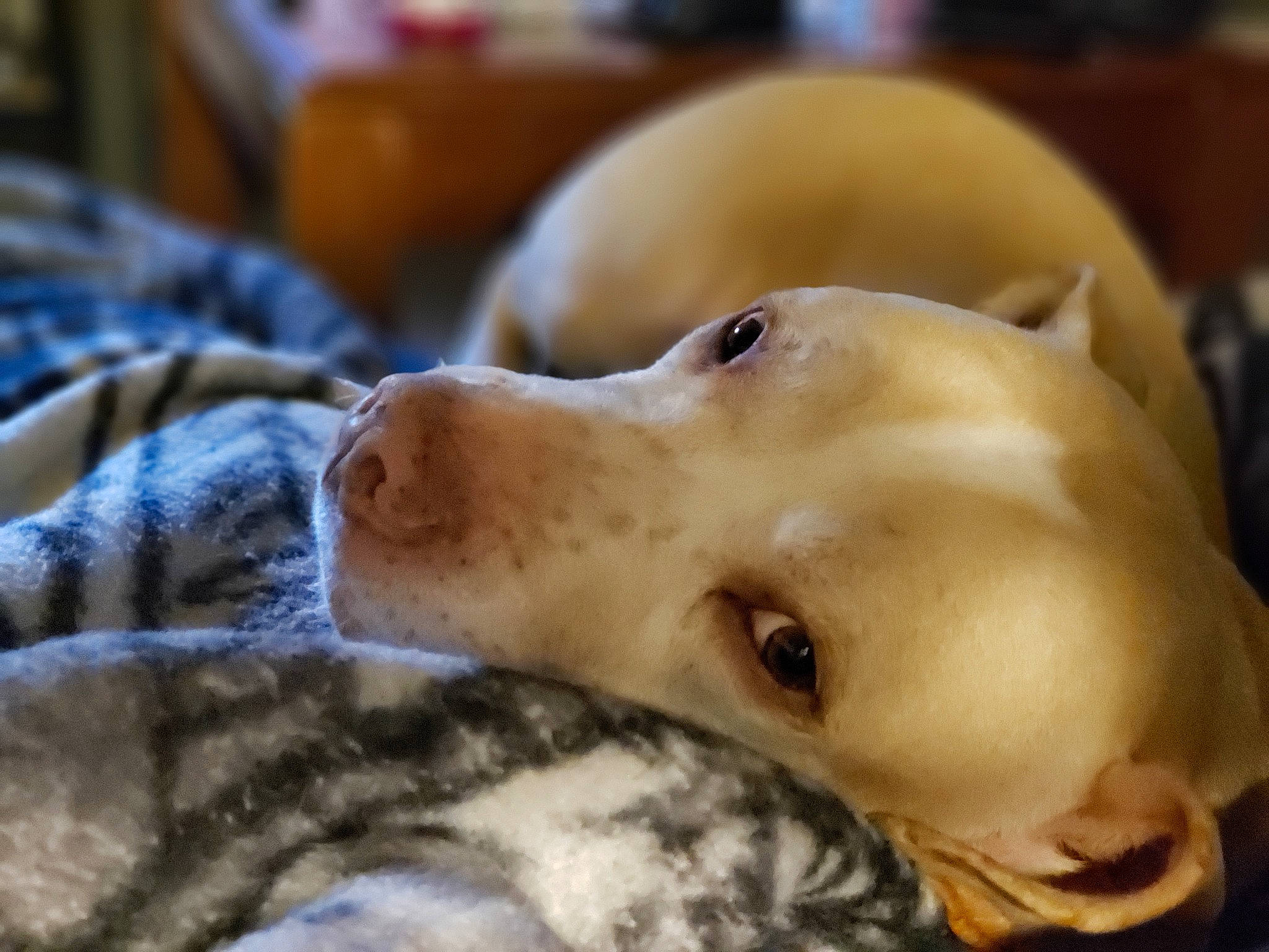 Micah joined the competition — help win amazing prizes! canidae, carnivore, comfort, companion_dog, dog, dog_breed, dogo_argentino, fawn, fur, guard_dog, non_sporting_group, paw, puppy, sporting_group, terrestrial_animal, whiskers, working_animal