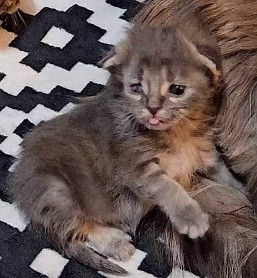 Odin joined the competition — help win amazing prizes! british_longhair, carnivore, cat, claw, comfort, domestic_short_haired_cat, fawn, felidae, fur, grey, pattern, paw, photo_caption, plaid, sleeve, small_to_medium_sized_cats, snout, tail, terrestrial_animal, whiskers